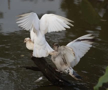 Pigeons sitting on a tree trunk Stock Photos