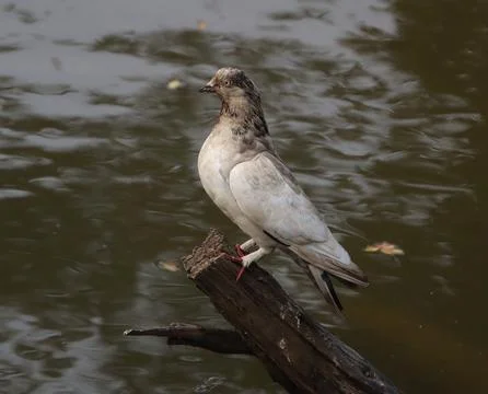 Pigeons sitting on a tree trunk Stock Photos