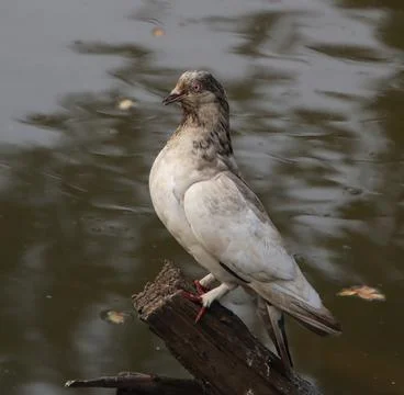 Pigeons sitting on a tree trunk Stock Photos