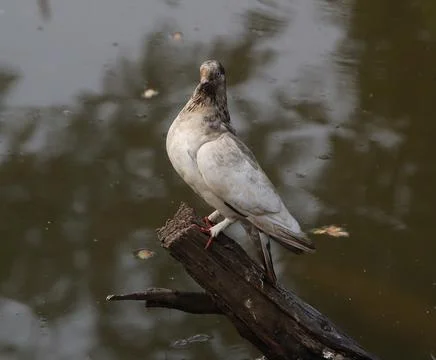 Pigeons sitting on a tree trunk Stock Photos