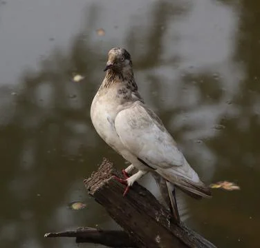 Pigeons sitting on a tree trunk Foto stock