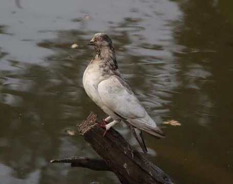 Pigeons sitting on a tree trunk Stock Photos
