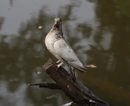Pigeons sitting on a tree trunk Stock Photos