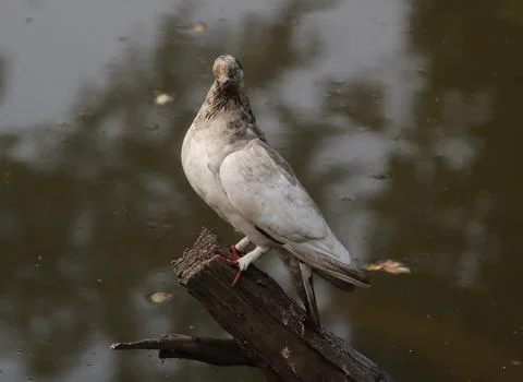 Pigeons sitting on a tree trunk Stock Photos