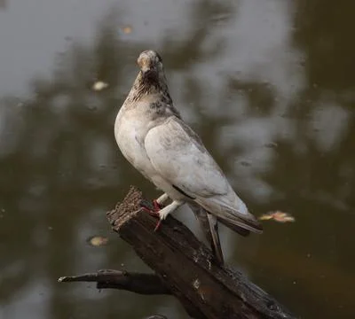 Pigeons sitting on a tree trunk Stock Photos