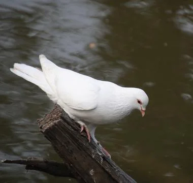 Pigeons sitting on a tree trunk Stock Photos