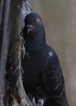 Pigeons sitting on a tree trunk Stock Photos