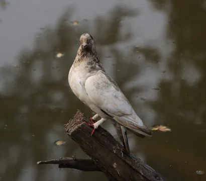 Pigeons sitting on a tree trunk Stock Photos