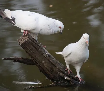 Pigeons sitting on a tree trunk Stock Photos