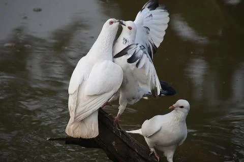 Pigeons sitting on a tree trunk Stock Photos