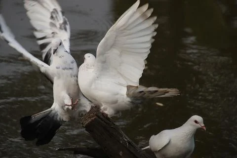 Pigeons sitting on a tree trunk Stock Photos