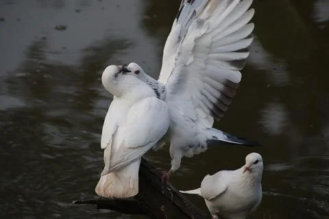 Pigeons sitting on a tree trunk Stock Photos