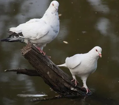 Pigeons sitting on a tree trunk Stock Photos