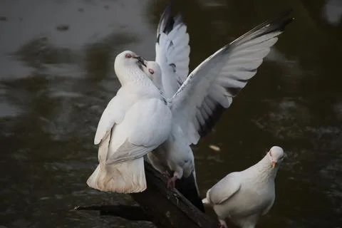 Pigeons sitting on a tree trunk Stock Photos