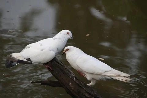 Pigeons sitting on a tree trunk Stock Photos