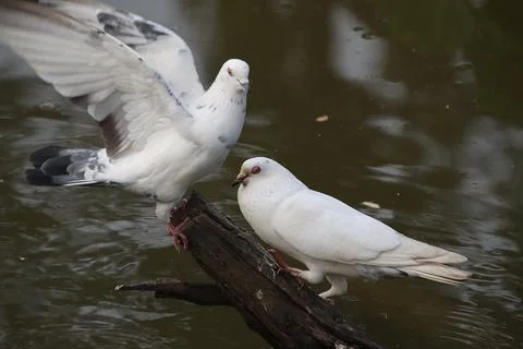 Pigeons sitting on a tree trunk Stock Photos