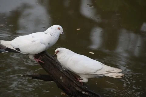 Pigeons sitting on a tree trunk Stock Photos