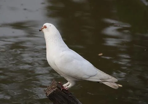 Pigeons sitting on a tree trunk Stock Photos
