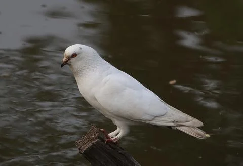 Pigeons sitting on a tree trunk Stock-Fotos