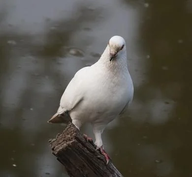 Pigeons sitting on a tree trunk Stock Photos