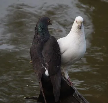 Pigeons sitting on a tree trunk Stock Photos