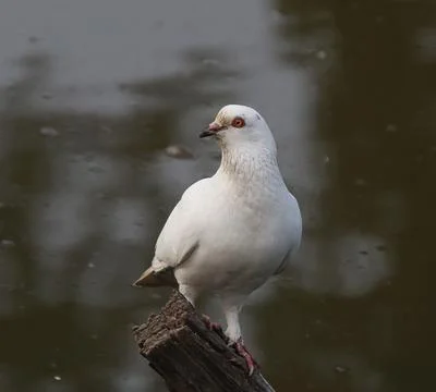 Pigeons sitting on a tree trunk Stock Photos
