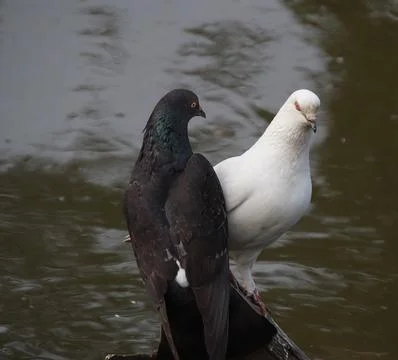 Pigeons sitting on a tree trunk Stock Photos