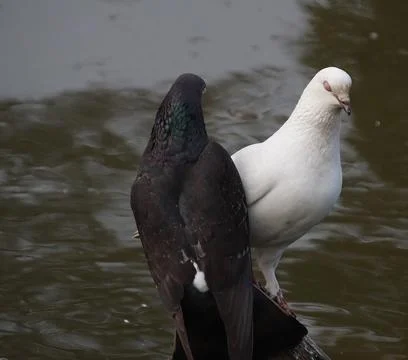 Pigeons sitting on a tree trunk Stock Photos