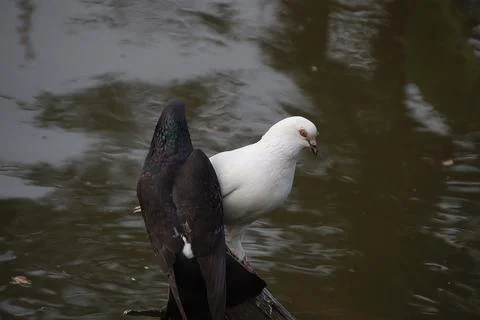 Pigeons sitting on a tree trunk Stock-Fotos