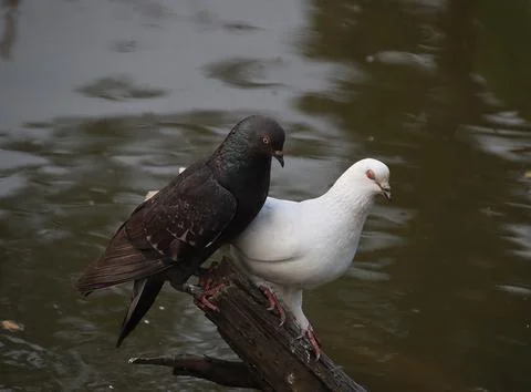 Pigeons sitting on a tree trunk Stock Photos
