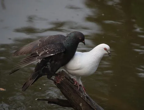 Pigeons sitting on a tree trunk Foto stock