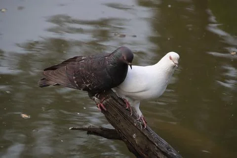 Pigeons sitting on a tree trunk Stock Photos