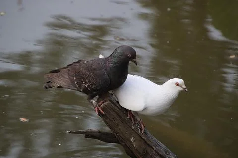 Pigeons sitting on a tree trunk Foto stock