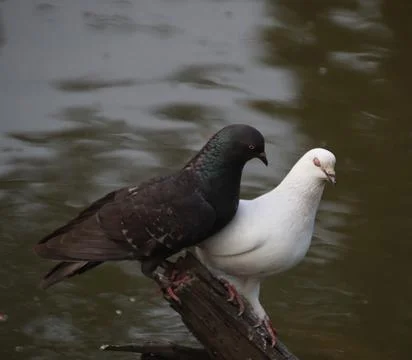 Pigeons sitting on a tree trunk Stock Photos