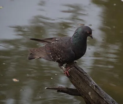 Pigeons sitting on a tree trunk Stock Photos
