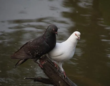 Pigeons sitting on a tree trunk Stock Photos