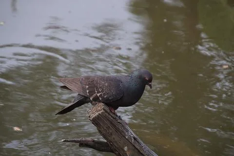 Pigeons sitting on a tree trunk Stock Photos