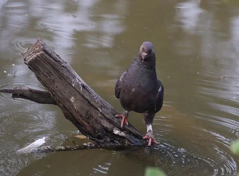 Pigeons sitting on a tree trunk Stock Photos