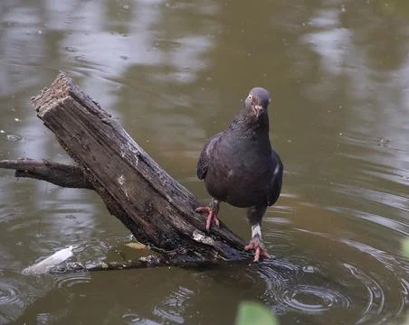 Pigeons sitting on a tree trunk Foto stock
