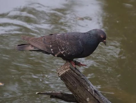 Pigeons sitting on a tree trunk Stock Photos