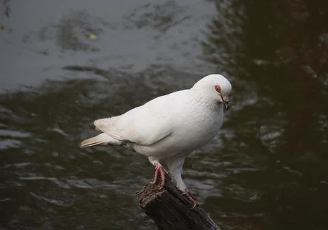 Pigeons sitting on a tree trunk Stock Photos