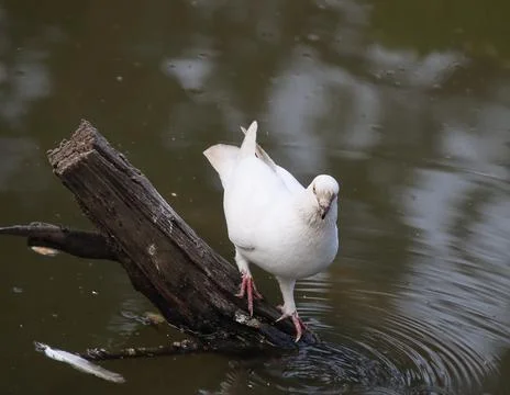Pigeons sitting on a tree trunk Stock Photos