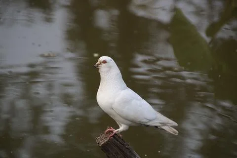 Pigeons sitting on a tree trunk Stock Photos