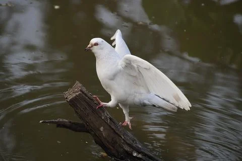 Pigeons sitting on a tree trunk Stock Photos