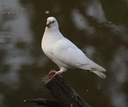 Pigeons sitting on a tree trunk Stock Photos
