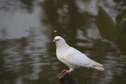 Pigeons sitting on a tree trunk Stock Photos