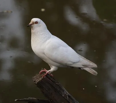 Pigeons sitting on a tree trunk Stock Photos