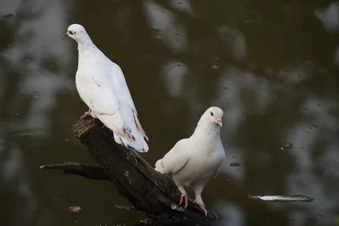 Pigeons sitting on a tree trunk Stock Photos