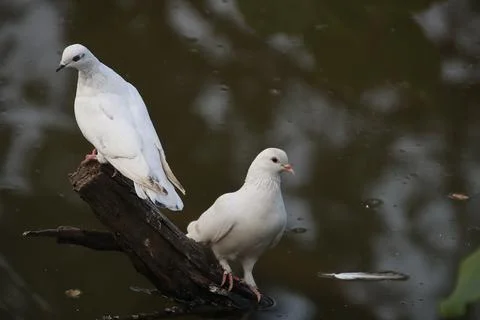 Pigeons sitting on a tree trunk Stock-Fotos