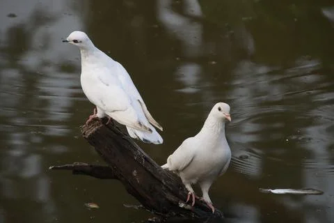 Pigeons sitting on a tree trunk Stock Photos